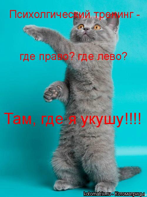 Психолгический тренинг - где право? где лево? Там, где я укушу!!!!... Котоматрица: Психолгический тренинг - где право? где лево? Там, где я укушу!!!!