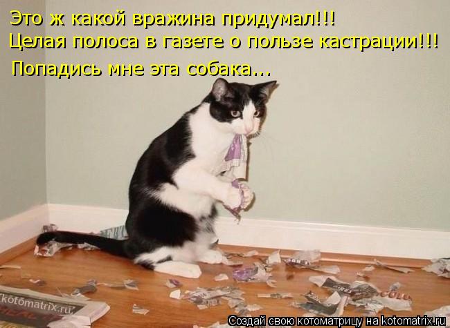 Это ж какой вражина придумал!!! Целая полоса в газете о пользе кастрации!!! Попадись мне эта собака..... Котоматрица: Это ж какой вражина придумал!!! Целая полоса в газете о пользе кастрации!!! Попадись мне эта собака...