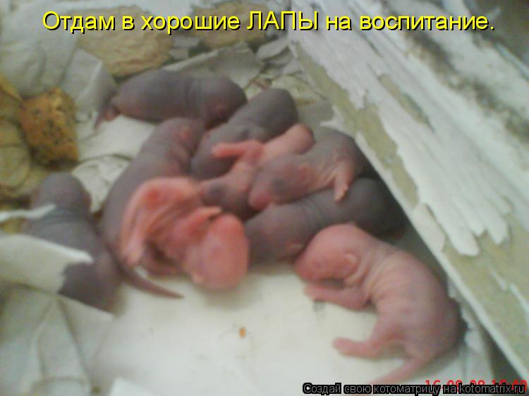 Отдам в хорошие ЛАПЫ на воспитание.... Котоматрица: Отдам в хорошие ЛАПЫ на воспитание.