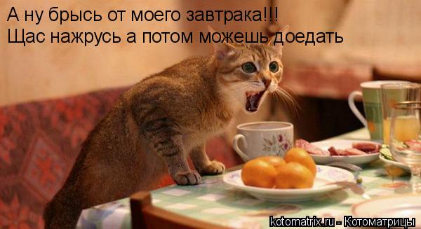 А ну брысь от моего завтрака!!! Щас нажрусь а потом можешь доедать... Котоматрица: А ну брысь от моего завтрака!!! Щас нажрусь а потом можешь доедать