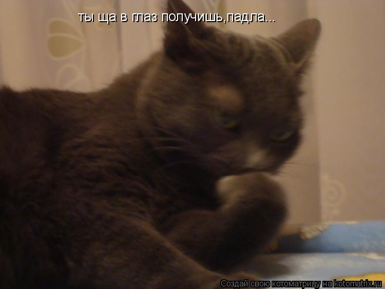 ты ща в глаз получишь,падла...... Котоматрица: ты ща в глаз получишь,падла...