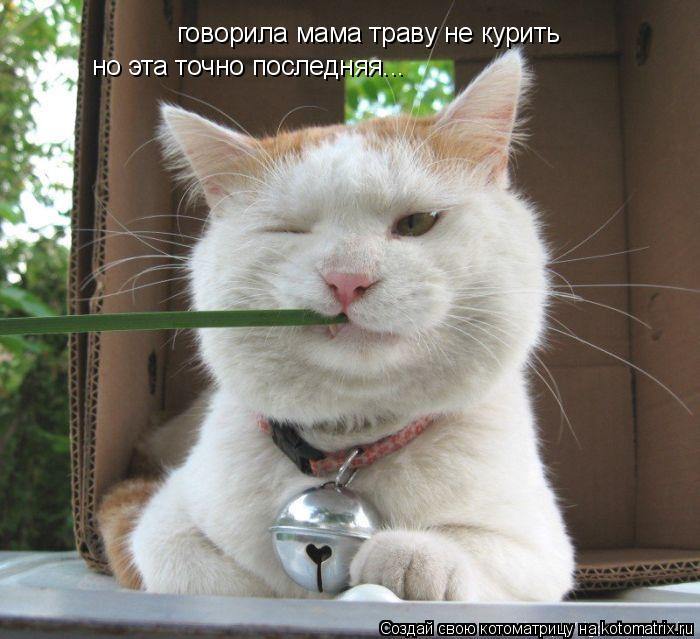 говорила мама траву не курить,но эта последняя... говорила мама траву не курить но эта точно последн... Котоматрица: говорила мама траву не курить,но эта последняя... говорила мама траву не курить но эта точно последняя...