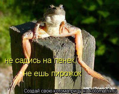 не садись на пенек. не ешь пирожок... Котоматрица: не садись на пенек. не ешь пирожок