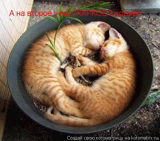 А на второе у нас ЖАРКОЕ с котами!... Котоматрица: А на второе у нас ЖАРКОЕ с котами!