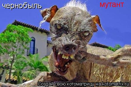 чернобыль мутант... Котоматрица: чернобыль мутант