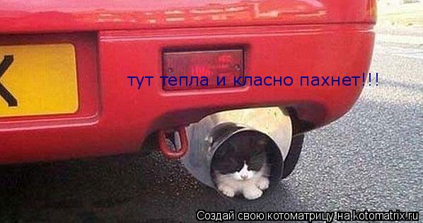 тут тепла и класно пахнет!!!... Котоматрица: тут тепла и класно пахнет!!!