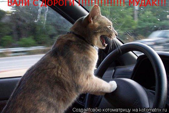ВАЛИ С ДОРОГИ !!!!!!!!!!!!!!! МУДАК!!!... Котоматрица: ВАЛИ С ДОРОГИ !!!!!!!!!!!!!!! МУДАК!!!