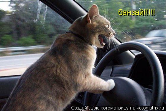банзай!!!!!... Котоматрица: банзай!!!!!