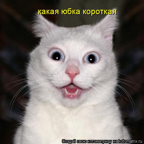 какая юбка короткая... Котоматрица: какая юбка короткая