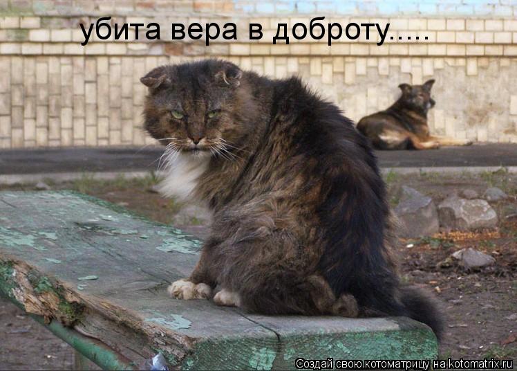 убита вера в доброту........ Котоматрица: убита вера в доброту.....