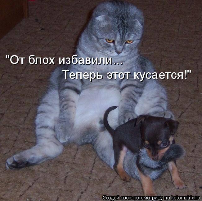 "От блох избавили... Теперь этот кусается!"... Котоматрица: "От блох избавили... Теперь этот кусается!"