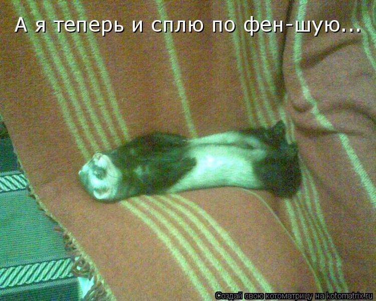 А я теперь и сплю по фен-шую...... Котоматрица: А я теперь и сплю по фен-шую...