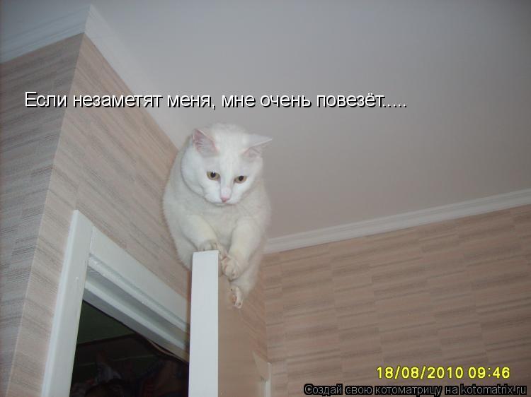 Если незаметят меня, мне очень повезёт........ Котоматрица: Если незаметят меня, мне очень повезёт.....