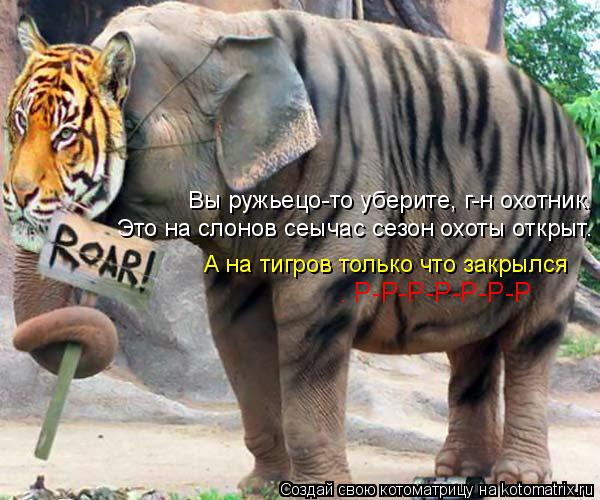 Вы ружьецо-то уберите, г-н охотник. Это на слонов сеычас сезон охоты открыт. А на тигров только что... Котоматрица: Вы ружьецо-то уберите, г-н охотник. Это на слонов сеычас сезон охоты открыт. А на тигров только что закрылся . Р-Р-Р-Р-Р-Р-Р