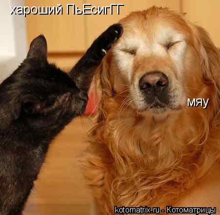 хароший ПьЕсигГГ мяу... Котоматрица: хароший ПьЕсигГГ мяу