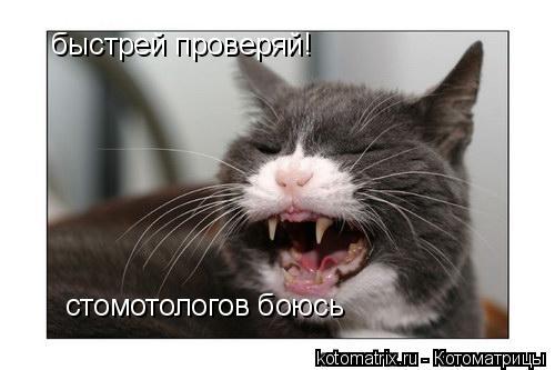 быстрей проверяй! стомотологов боюсь... Котоматрица: быстрей проверяй! стомотологов боюсь