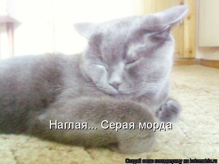 Наглая... Серая морда... Котоматрица: Наглая... Серая морда