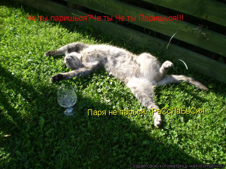 Че ты паришься?Че ты Че ты Паришься!!! Паря не парься...РаСсЛаБьСяя... Котоматрица: Че ты паришься?Че ты Че ты Паришься!!! Паря не парься...РаСсЛаБьСяя