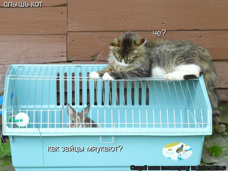 слышь кот че? как зайцы мяукают?... Котоматрица: слышь кот че? как зайцы мяукают?
