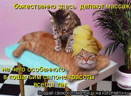 божественно здесь делают массаж не чего особенного в кошачьим салоне красоты всегда так... Котоматрица: божественно здесь делают массаж не чего особенного в кошачьим салоне красоты всегда так