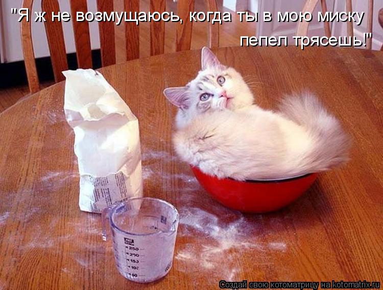 "Я ж не возмущаюсь, когда ты в мою миску пепел трясешь!"... Котоматрица: "Я ж не возмущаюсь, когда ты в мою миску пепел трясешь!"