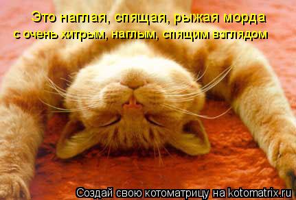 Это наглая, спящая, рыжая морда с очень хитрым, наглым, спящим взглядом... Котоматрица: Это наглая, спящая, рыжая морда с очень хитрым, наглым, спящим взглядом