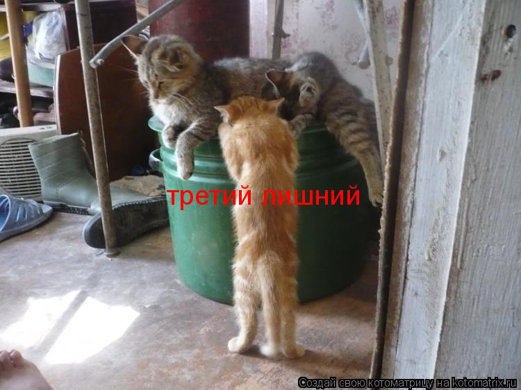 третий лишний... Котоматрица: третий лишний