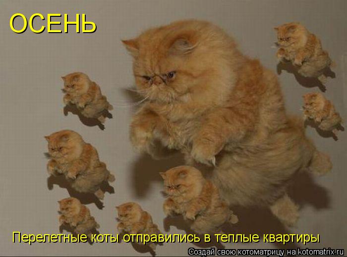 Котоматрица: ОСЕНЬ Перелетные коты отправились в теплые квартиры