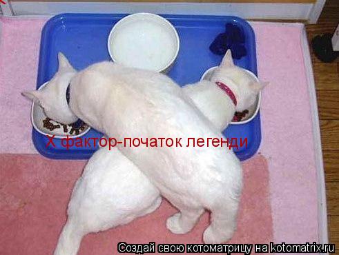 X фактор-початок легенди X фактор-початок легенди X фактор-початок легенди... Котоматрица: X фактор-початок легенди X фактор-початок легенди X фактор-початок легенди