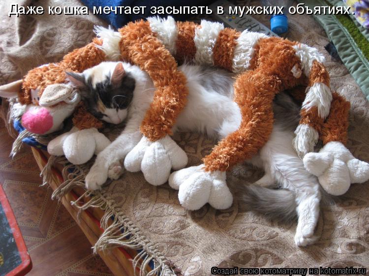 Даже кошка мечтает засыпать в мужских объятиях.... Котоматрица: Даже кошка мечтает засыпать в мужских объятиях.