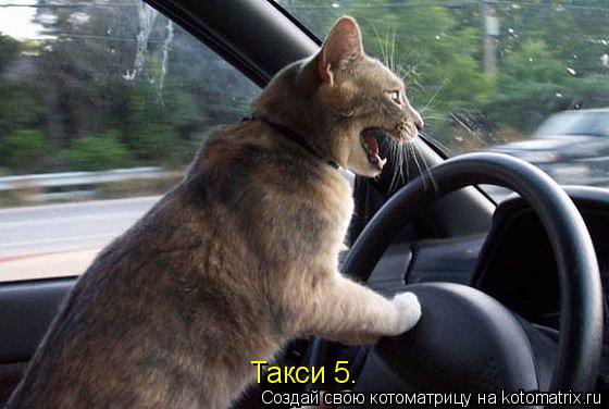 Такси 5.... Котоматрица: Такси 5.