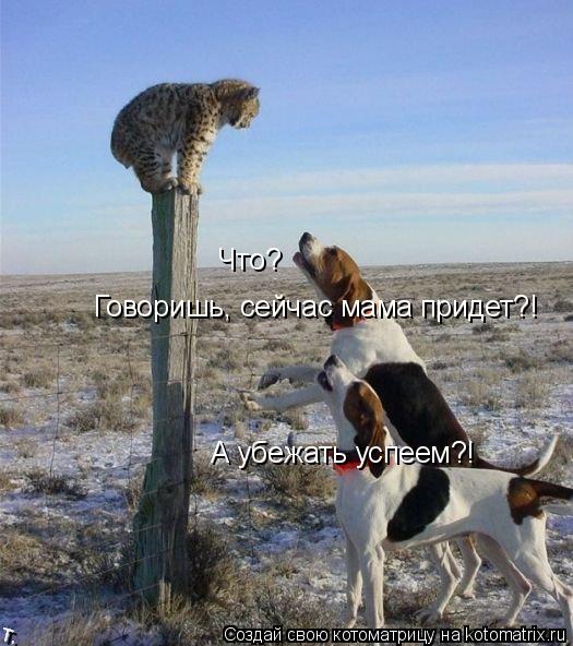 Что? Говоришь, сейчас мама придет?! А убежать успеем?!... Котоматрица: Что? Говоришь, сейчас мама придет?! А убежать успеем?!
