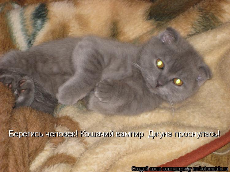 Берегись человек! Кошачий вампир Джуна проснулась!... Котоматрица: Берегись человек! Кошачий вампир Джуна проснулась!