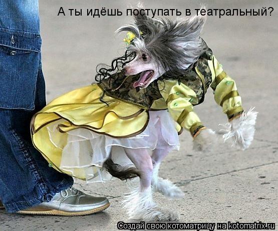 А ты идёшь поступать в театральный?... Котоматрица: А ты идёшь поступать в театральный?
