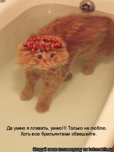 Да умею я плавать, умею!!! Только не люблю. Хоть всю брильянтами обвешайте.... Котоматрица: Да умею я плавать, умею!!! Только не люблю. Хоть всю брильянтами обвешайте.