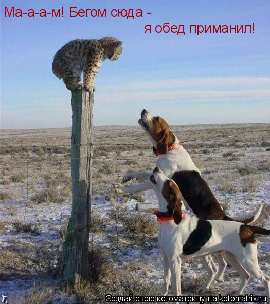 Ма-а-а-м! Бегом сюда - я обед приманил!... Котоматрица: Ма-а-а-м! Бегом сюда - я обед приманил!