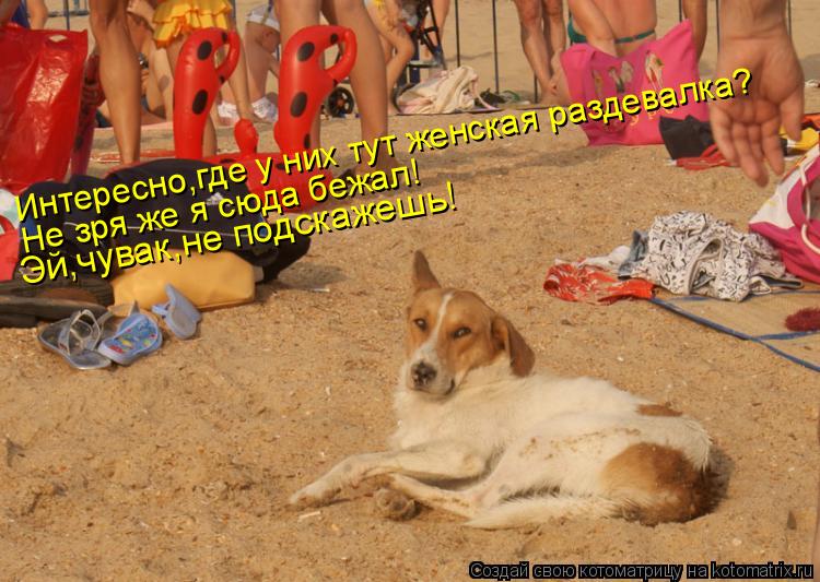 Интересно,где у них тут женская раздевалка? Не зря же я сюда бежал! Эй,чувак,не подскажешь!... Котоматрица: Интересно,где у них тут женская раздевалка? Не зря же я сюда бежал! Эй,чувак,не подскажешь!