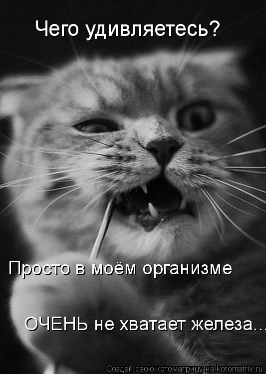 Чего удивляетесь? Просто в моём организме ОЧЕНЬ не хватает железа...... Котоматрица: Чего удивляетесь? Просто в моём организме ОЧЕНЬ не хватает железа...