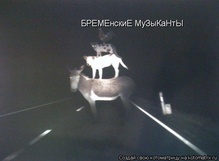 БРЕМЕнскиЕ МуЗыКаНтЫ... Котоматрица: БРЕМЕнскиЕ МуЗыКаНтЫ