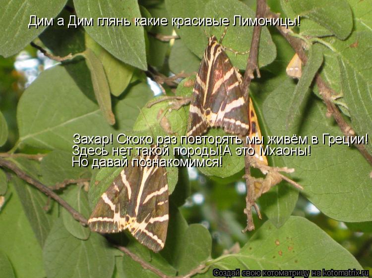 Дим а Дим глянь какие красивые Лимоницы! Захар! Скоко раз повторять мы живём в Греции! Здесь нет тако... Котоматрица: Дим а Дим глянь какие красивые Лимоницы! Захар! Скоко раз повторять мы живём в Греции! Здесь нет такой породы!А это Мхаоны! Но давай познаком