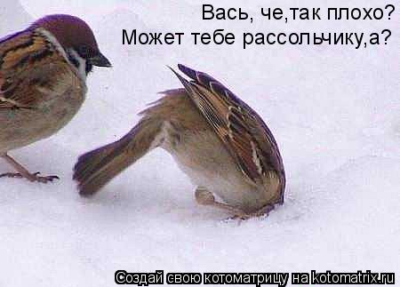 Вась, че,так плохо? Может тебе рассольчику,а?... Котоматрица: Вась, че,так плохо? Может тебе рассольчику,а?