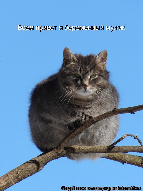 Всем привет я беременный мужик... Котоматрица: Всем привет я беременный мужик