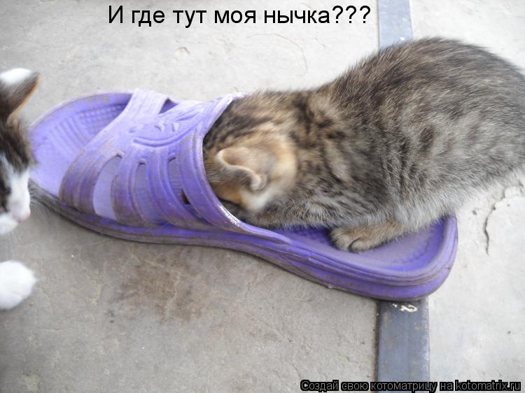 И где тут моя нычка???... Котоматрица: И где тут моя нычка???