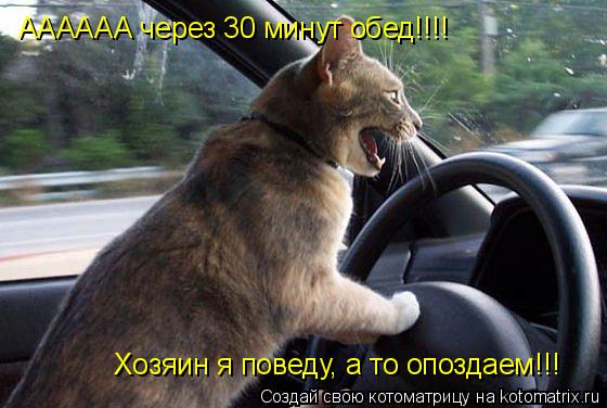 АААААА через 30 минут обед!!!! Хозяин я поведу, а то опоздаем!!!... Котоматрица: АААААА через 30 минут обед!!!! Хозяин я поведу, а то опоздаем!!!