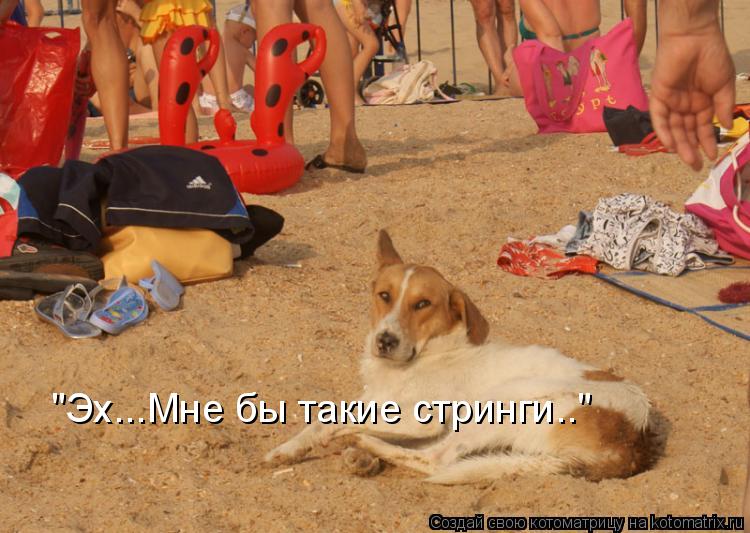 "Эх...Мне бы такие стринги.."... Котоматрица: "Эх...Мне бы такие стринги.."
