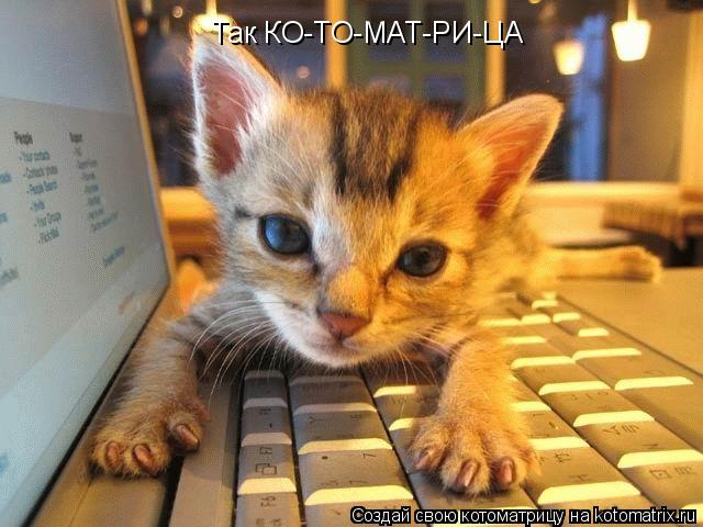 Так КО-ТО-МАТ-РИ-ЦА... Котоматрица: Так КО-ТО-МАТ-РИ-ЦА