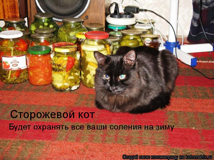 Сторожевой кот Будет охранять все ваши соления на зиму... Котоматрица: Сторожевой кот Будет охранять все ваши соления на зиму