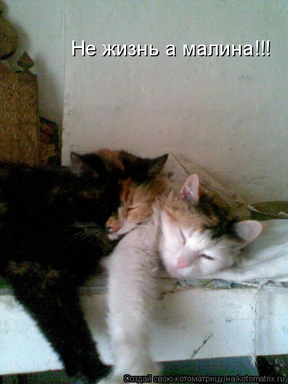 Не жизнь а малина!!!... Котоматрица: Не жизнь а малина!!!