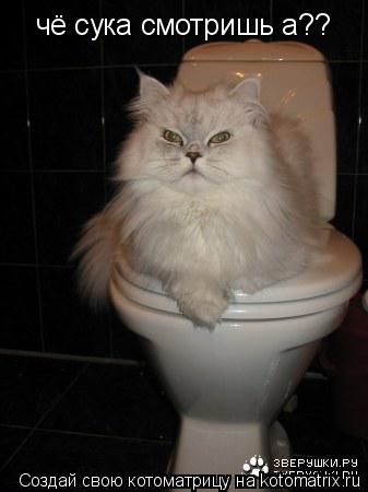 чё сука смотришь а??... Котоматрица: чё сука смотришь а??