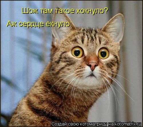 Шож там такое хокнуло? Аж сердце ёкнуло.... Котоматрица: Шож там такое хокнуло? Аж сердце ёкнуло.